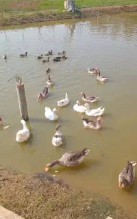 فروش ۱۶ عدد غاز محلی