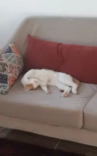 واگذاری گربه Dsh