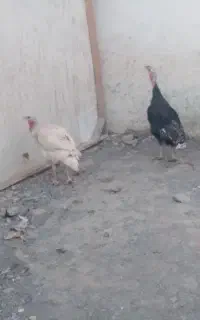 دوتا بوقلمون