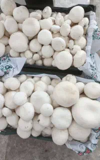 پرورش قارچ در انباری خانه