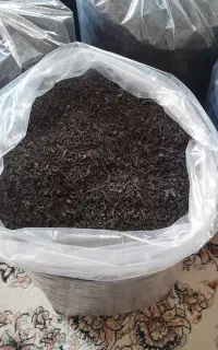 چای گیلان