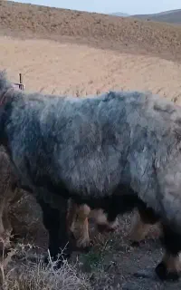 قوچ داشتی