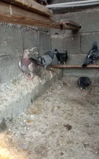 کبوتر پلاکی خوب