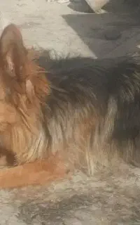 سگ ژرمن شولان