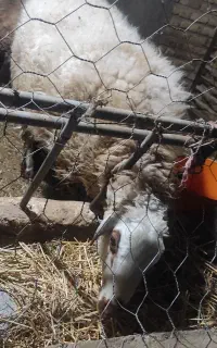 بره قوچی ۹ماهه