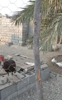 فروش غاز و بوقلمون