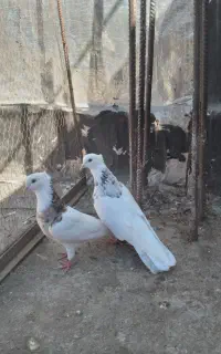 دو تا نر پرشی