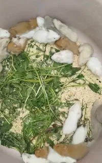 همستر ارسال از بهبهان