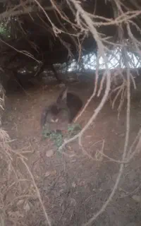 خرگوش