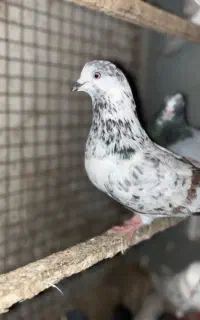 کبوتر