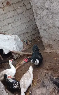 اردک