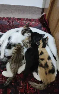 گربه