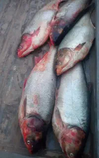 ماهی بزرگ تازه سفید