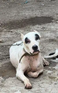 داگو