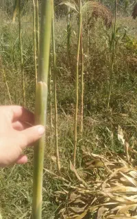 جارو دسته ای فروش