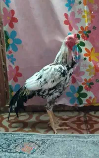 خروس فروشی همه چیز سالم