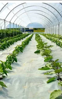 کاور پلاستیکی مالچ درختان پسته