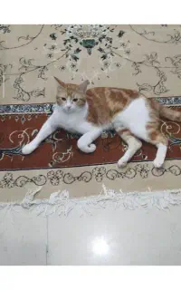 گربه نر دی اس اچ عقیم شده