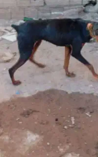 سگ دوبرمن ماده