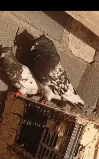 یک جفت کله سیاه