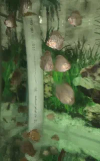 دیسکس یک اینچ