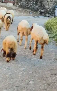 بره