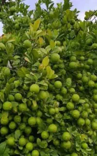 باغ لیموت رو متحول کن با تغذیه اصولی،وکیفیت‌ بهتر