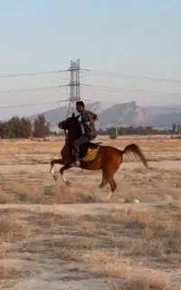 مادیان هشت ساله