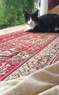 گربه