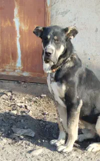 سگ پژدر