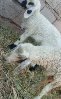 میش بره با تقلی