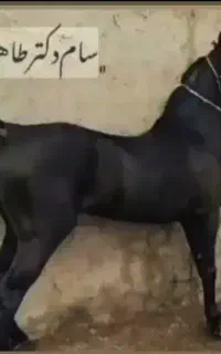 اسب سیاه