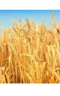 فروش ۲ الی سه تن کاه سر زمین