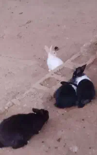 بچه خرگوش