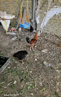 خروس