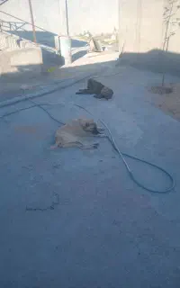 توله سگ