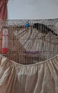 مرغ مینا
