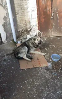 سگ نر ۲ساله