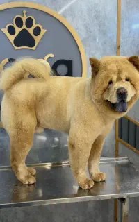 سگ چاوچاو