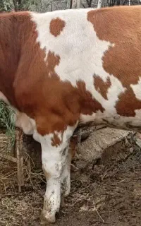 اصیل و وارداتی
