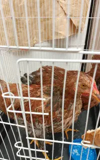 مرغ خروس
