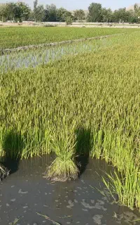 کارگر فقط زرین شهر