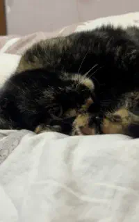 علاقه‌مند به کار در دامپزشکی و پت شاپ