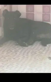 اصل