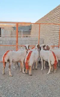 میش.کاوور بره عروسک