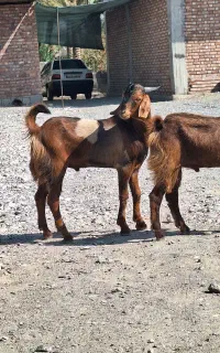جفت چپش (نر بز )
