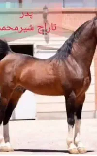 مادیان درهشور خالص