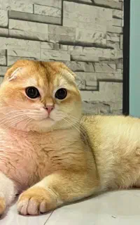 گربه اسکاتیش نر گلد اصیل