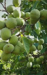 یه کود بزن که چند برابر هزینه بهت سود بده