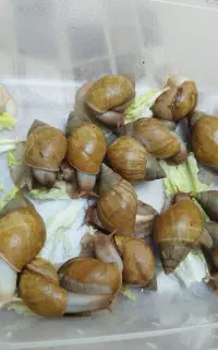 حلزون پرورشی